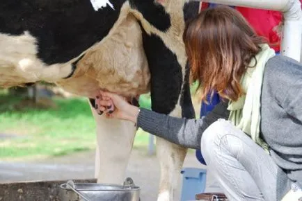 Inseminarea artificială de vaci unelte, instrucțiuni