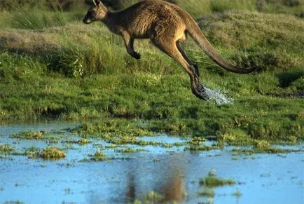 Fapte interesante despre canguri (cu fotografii), vivareit (specii ale acestor animale) Fapte interesante despre canguri (cu fotografii), vivareit