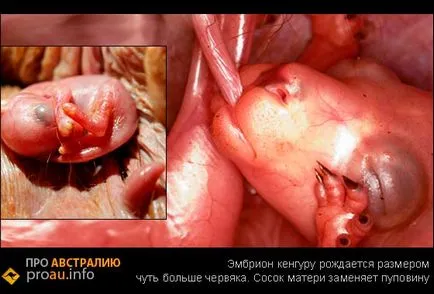 fapte interesante despre cangurul - despre Australia