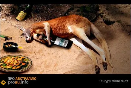 fapte interesante despre cangurul - despre Australia
