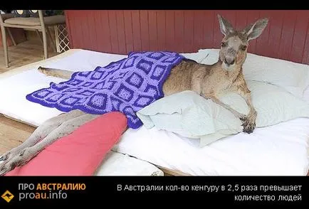 fapte interesante despre cangurul - despre Australia