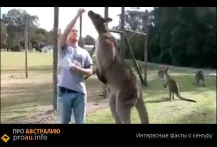 fapte interesante despre cangurul - despre Australia