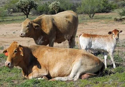 Inseminarea artificială de vaci unelte, instrucțiuni