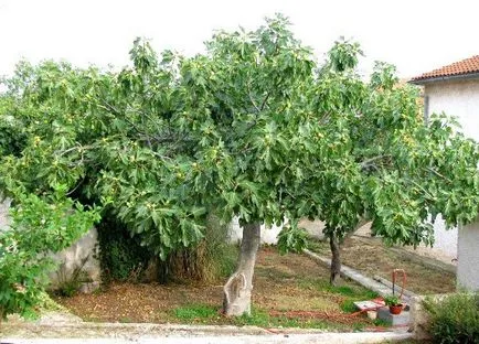 Smochinele cresc în casă, cum să se uite, cum să planteze