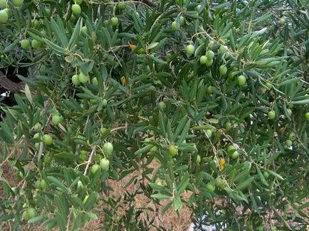 Smochinele cresc în casă
