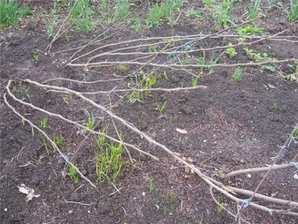 Smochinele cresc în casă, cum să se uite, cum să planteze