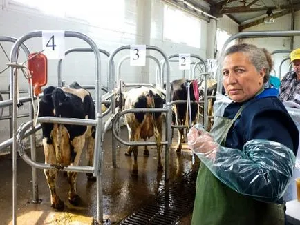 Inseminarea artificială de vaci unelte, instrucțiuni