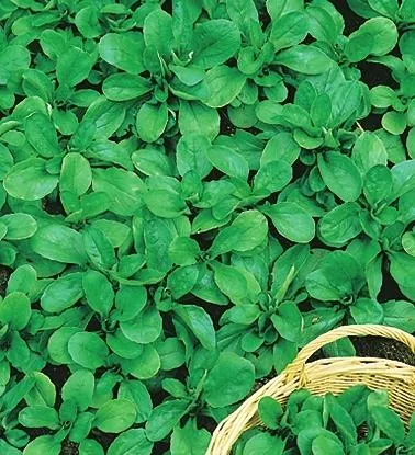 Ce este mai bine pentru a face o seră și ce să planteze în ea (put) Ce este mai bine pentru a face o seră și că a pus-