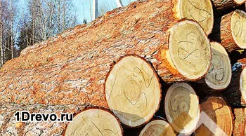 Care din lemn pentru a construi o casa de revizuire a materialelor populare (de construcție) Care din lemn pentru a construi o casa de revizuire a materialelor populare