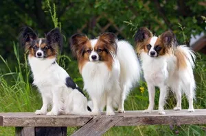 Papillon rasa istorie caine rasa de origine, descrierea și fotografiile (Papillon) Papillon rasa istorie caine rasa de origine, descrierea și fotografii
