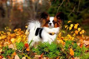 Papillon rasa istorie caine rasa de origine, descrierea și fotografii (roca) Papillon rasa istorie caine rasa de origine, descrierea și fotografii