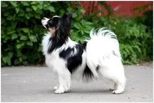 Papillon rasa istorie caine rasa de origine, descrierea și fotografiile (Papillon) Papillon rasa istorie caine rasa de origine, descrierea și fotografii