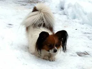 Papillon rasa istorie caine rasa de origine, descrierea și fotografii (câine rasa fluture fotografie papillon papillon) Papillon rasa istorie caine rasa de origine, descrierea și fotografii