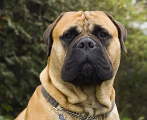 caine din rasa Bullmastiff - întreținerea și îngrijirea (piatra) caine din rasa Bullmastiff - întreținerea și îngrijirea