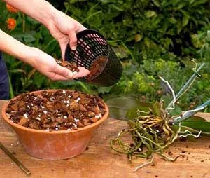 Plantarea și transplantarea orhidee la domiciliu, ghivece cu plante (plante de interior) Plantarea și transplantul de orhidee la domiciliu, ghivece cu plante