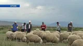 Rasă de fotografii de oaie fine de lână, o descriere (fin-lână) Rasa de fin-lână de oaie, poze, descriere