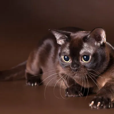 Cat rase numele rasei fara par, 33 de fotografii, clipuri video (roca) Cat rase golaș nume rasa, 33 de fotografii, videoclipuri