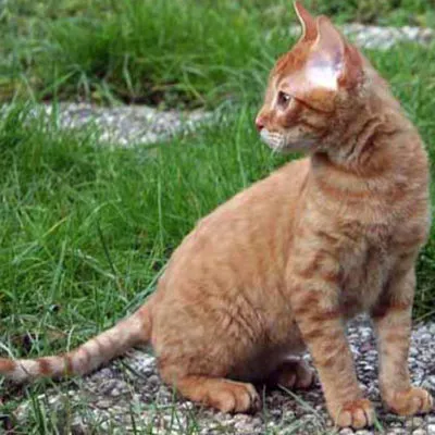 Cat rase numele rasei fara par, 33 de fotografii, clipuri video (roci) Cat rase golaș nume rasa, 33 de fotografii, videoclipuri