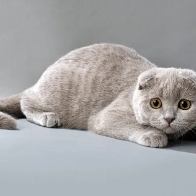 Cat rase numele rasei fara par, 33 de fotografii, clipuri video (fara par) Cat rase golaș nume rasa, 33 de fotografii, videoclipuri
