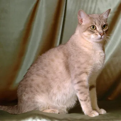Cat rase numele rasei fara par, 33 de fotografii, clipuri video (roci) Cat rase golaș nume rasa, 33 de fotografii, videoclipuri