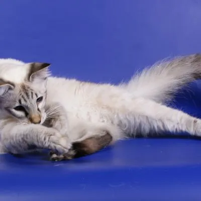 Cat rase numele rasei fara par, 33 de fotografii, clipuri video (roca) Cat rase golaș nume rasa, 33 de fotografii, videoclipuri