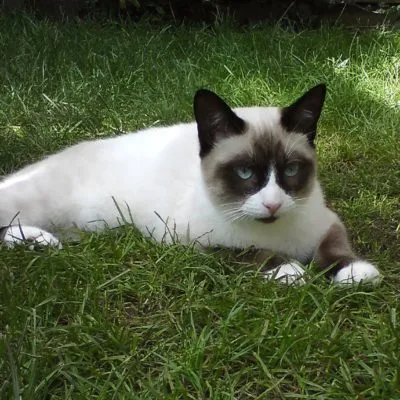 Cat rase numele rasei fara par, 33 de fotografii, clipuri video (roca) Cat rase golaș nume rasa, 33 de fotografii, videoclipuri