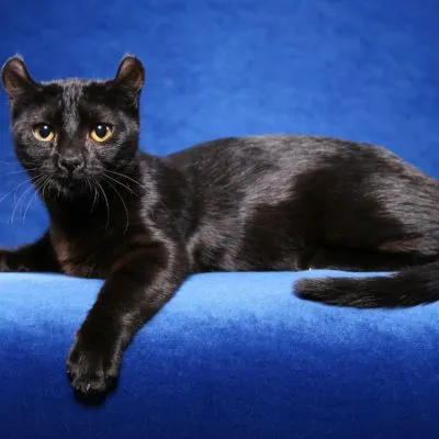 Cat rase numele rasei fara par, 33 de fotografii, clipuri video (fara par) Cat rase golaș nume rasa, 33 de fotografii, videoclipuri
