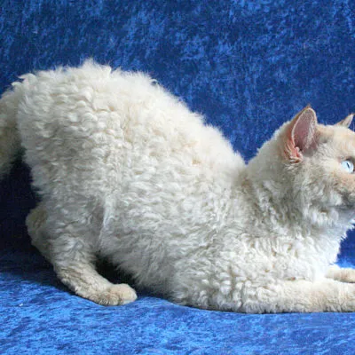Cat rase numele rasei fara par, 33 de fotografii, clipuri video (roci) Cat rase golaș nume rasa, 33 de fotografii, videoclipuri