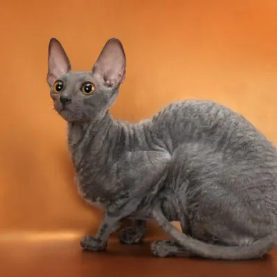 Cat rase numele rasei fara par, 33 de fotografii, clipuri video (roca) Cat rase golaș nume rasa, 33 de fotografii, videoclipuri