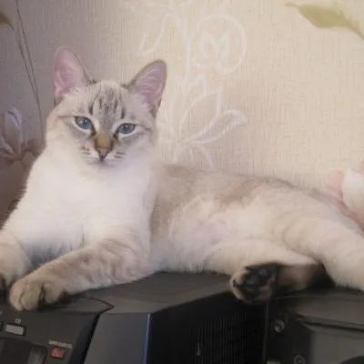 Cat rase numele rasei fara par, 33 de fotografii, clipuri video (roca) Cat rase golaș nume rasa, 33 de fotografii, videoclipuri