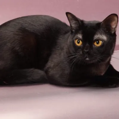 Cat rase numele rasei fara par, 33 de fotografii, clipuri video (pisici) Cat rase golaș nume rasa, 33 de fotografii, videoclipuri