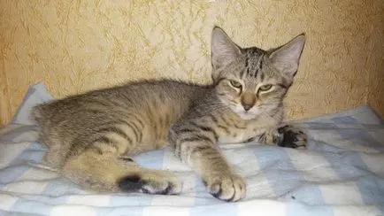 Cat rase numele rasei fara par, 33 de fotografii, clipuri video (fara par) Cat rase golaș nume rasa, 33 de fotografii, videoclipuri