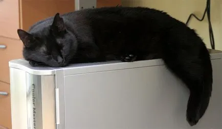 Rasa pisici negre, o listă completă și detaliată (fotografii) (descriere) Rasa pisici negre, o listă completă și detaliată (fotografii)