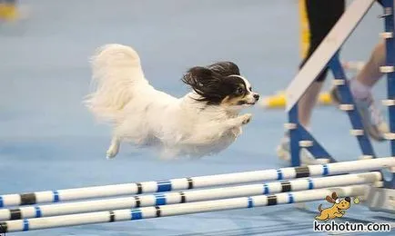 câine rasa Papillon dispune de selecție și de formare