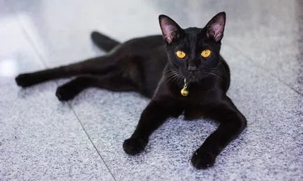 Rasa pisici negre, o listă completă și detaliată (fotografii) (lista) Rasa pisici negre, o listă completă și detaliată (fotografii)