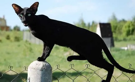 Rasa pisici negre, o listă completă și detaliată a (fotografii) (cat) Rasa pisici negre, o listă completă și detaliată (fotografii)