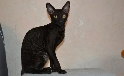 Rasa pisici negre, o listă completă și detaliată a (fotografii) (negru) Rasa pisici negre, o listă completă și detaliată (fotografii)