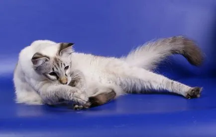 Cat rase numele rasei fara par, 33 de fotografii, clipuri video (pisici) Cat rase golaș nume rasa, 33 de fotografii, videoclipuri