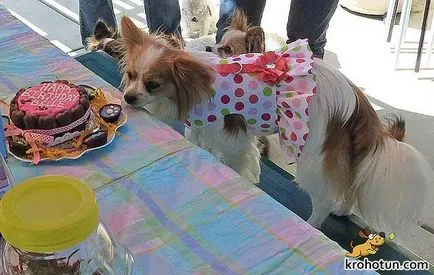 câine rasa Papillon dispune de selecție și de formare