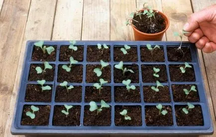 Plantarea răsadurilor de cultivare conopidă, însămânțare tehnologie (plantare) Plantarea răsadurilor de cultivare conopidă, tehnologie de semănat