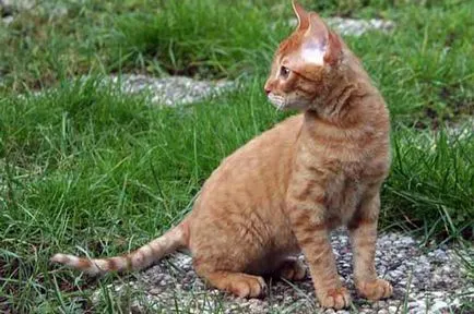 Cat rase numele rasei fara par, 33 de fotografii, clipuri video (pisici) Cat rase golaș nume rasa, 33 de fotografii, videoclipuri