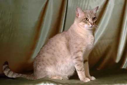 Cat rase numele rasei fara par, 33 de fotografii, clipuri video (roci) Cat rase golaș nume rasa, 33 de fotografii, videoclipuri