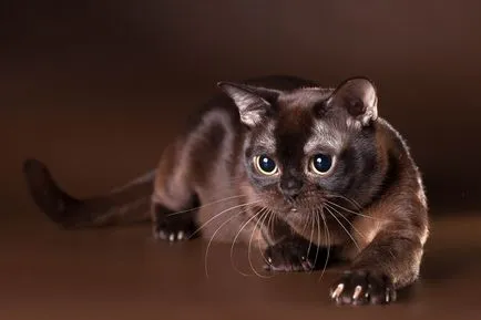 Cat rase numele rasei fara par, 33 de fotografii, clipuri video (fara par) Cat rase golaș nume rasa, 33 de fotografii, videoclipuri