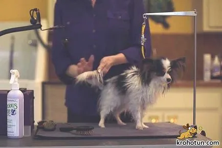 câine rasa Papillon dispune de selecție și de formare