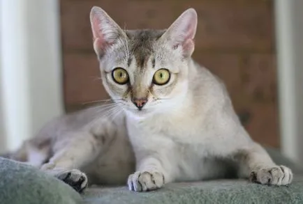 Cat rase numele rasei fara par, 33 de fotografii, clipuri video (roca) Cat rase golaș nume rasa, 33 de fotografii, videoclipuri