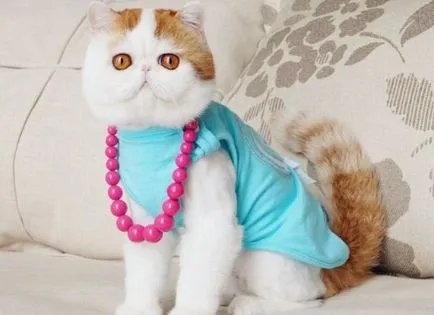 Cat rasa Snoopy
