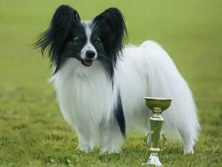 Papillon rasa istorie caine rasa de origine, descrierea și fotografii (câine rasa fluture fotografie papillon papillon) Papillon rasa istorie caine rasa de origine, descrierea și fotografii