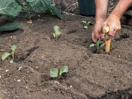 Plantarea răsadurilor de cultivare conopidă, însămânțare tehnologie (plantare) Plantarea răsadurilor de cultivare conopidă, tehnologie de semănat