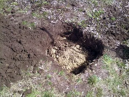 Plantarea columnar măr copac de îngrijire în timpul verii, schema video de trunchiere