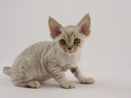 Cat rase numele rasei fara par, 33 de fotografii, clipuri video (roci) Cat rase golaș nume rasa, 33 de fotografii, videoclipuri